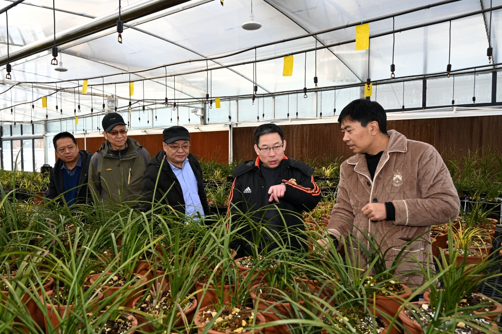 实地考察蕙兰种植园项目 实地考察蕙兰种植园项目