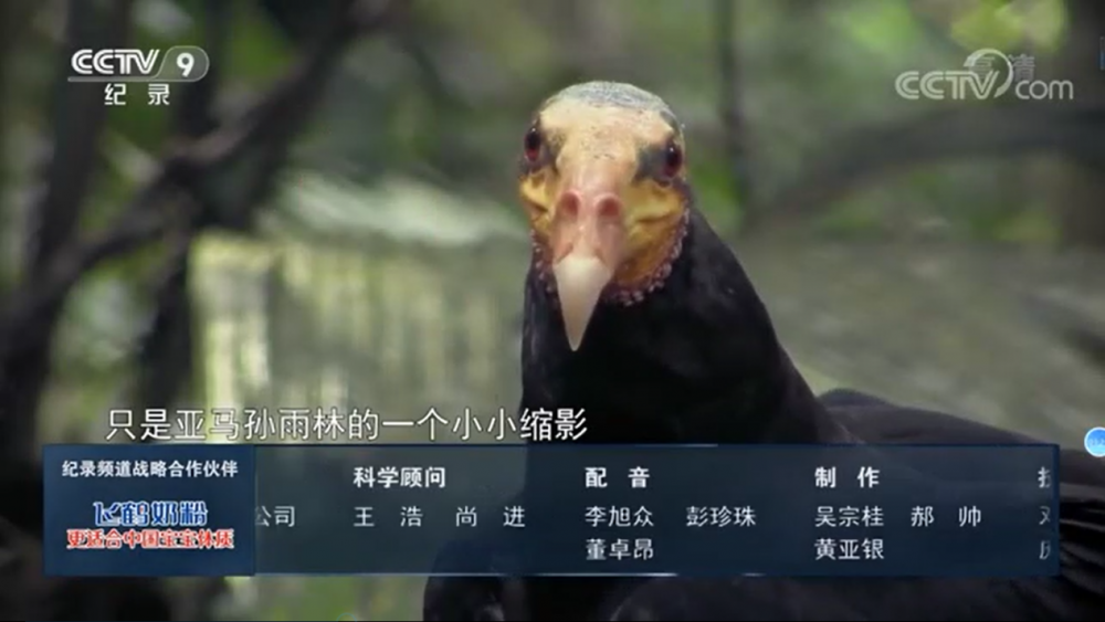 李煦众配音纪录片作品《丛林中的狩猎者》央视播放截图 李煦众配音纪录片作品《丛林中的狩猎者》央视播放截图